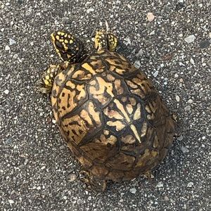 Meet your Posher, Casey